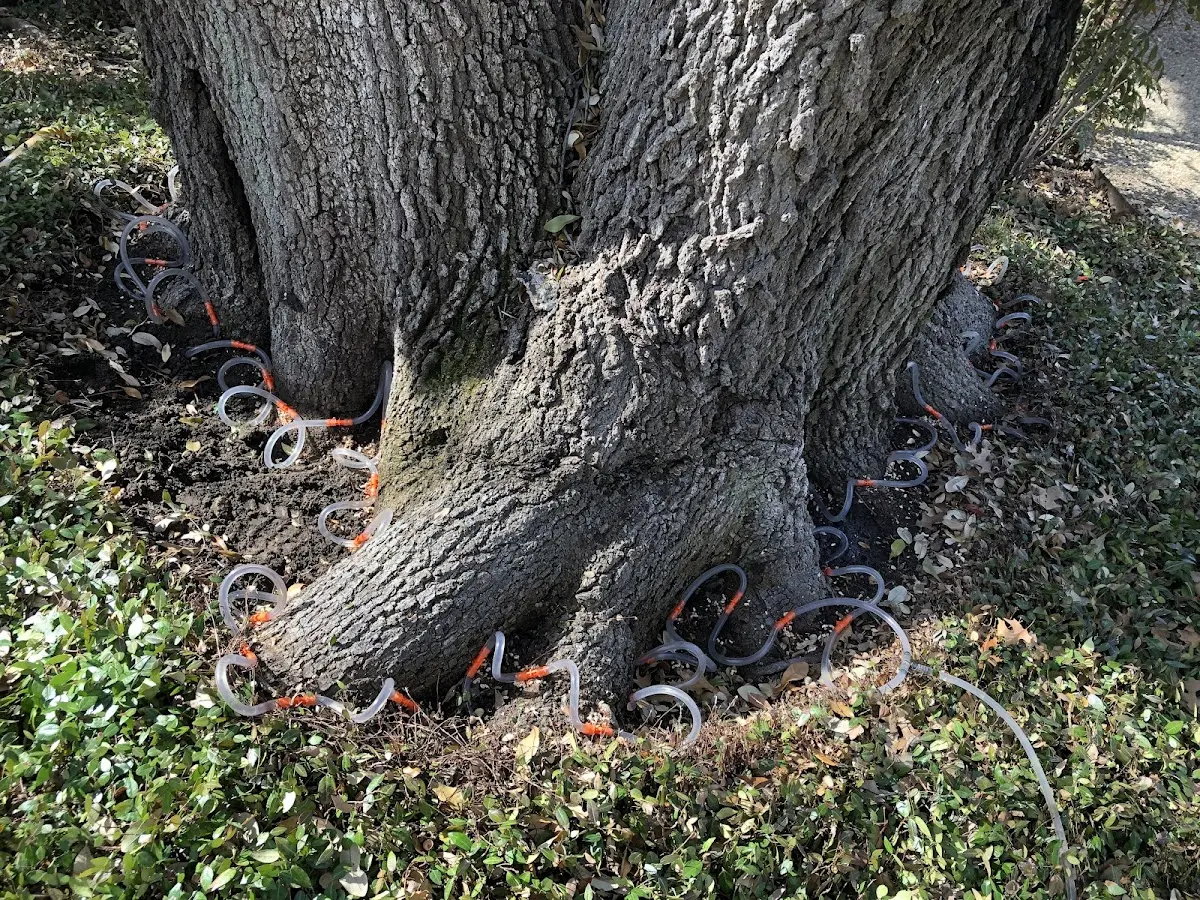 Detailed Tree Cabling and Bracing job site in Bretz